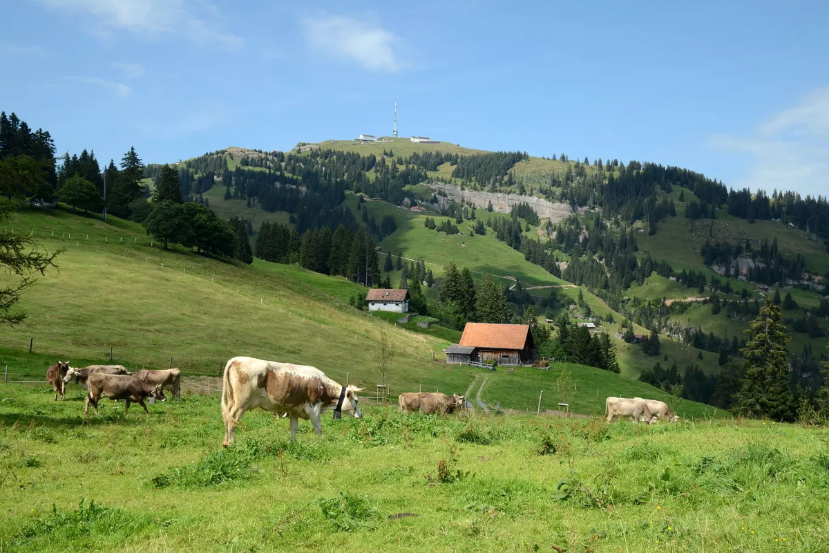 Cows grazing on the open green plateau below Rigi Kulm, the gentler of the two Lucerne day trips
