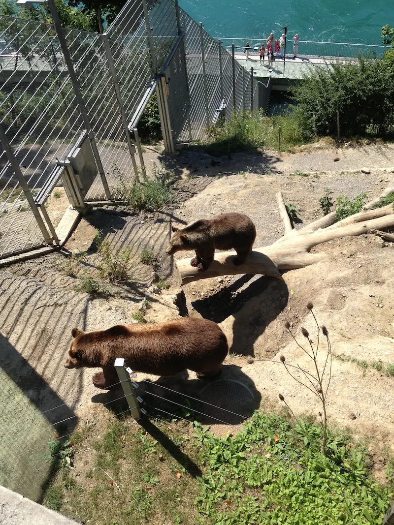 BearPark enclosure and bears with the Aare in the background