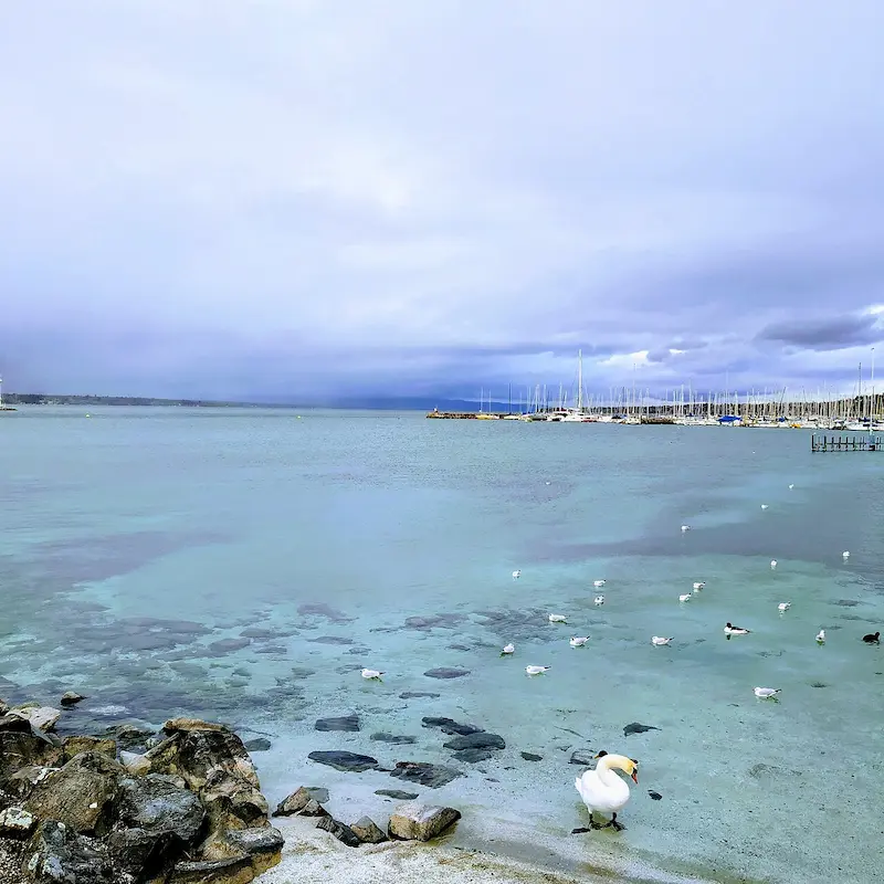 Lake Geneva waterfront with boats and birds in winter